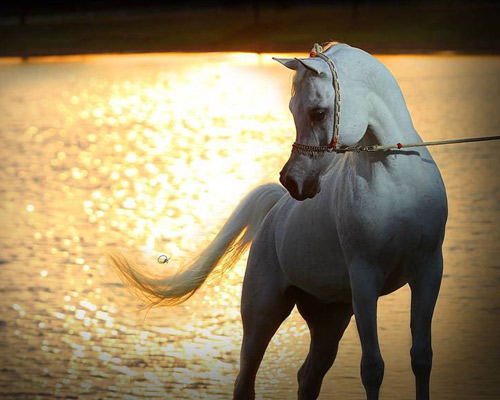 Laheeb Al Nasser ( Al Adeed Al Shaqab x Bint Saida Al Nasser )